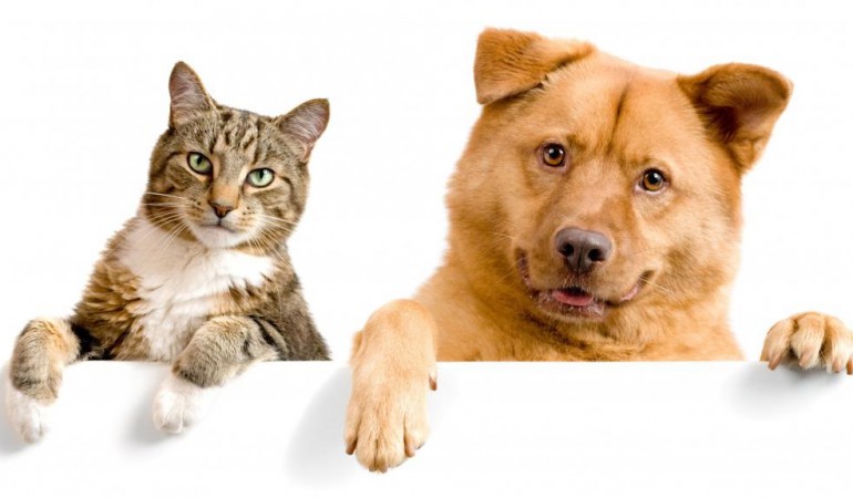 Köpek ve Kediler için vitamin ve aminoasitlerin önemi
